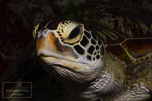 2012 PHILIPPINES - Moalboal
Tortue 2012 PHILIPPINES - Moalboal
Tortue